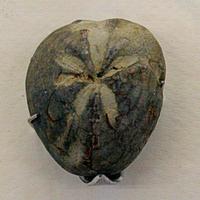 Micraster breviporus
