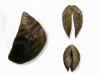 Dreissena polymorpha - zebra mussel