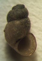 Bythinella austriaca agg.