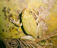 Osteopilus septentrionalis - Cuban Treefrog