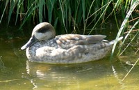 Marmaronetta angustirostris - Marbled Duck