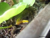 Passer domesticus - House Sparrow