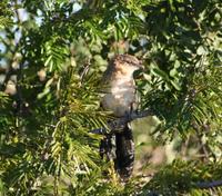 Image of: Centropus superciliosus (white-browed coucal)