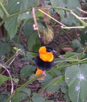 Image of: Euplectes franciscanus (northern red bishop)