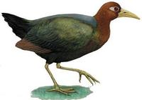 Image of: Gymnocrex talaudensis (Talaud rail)