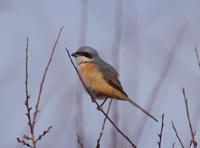 Image of: Lanius tephronotus (grey-backed shrike)