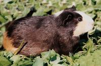 Cavia porcellus - Guinea Pig