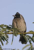 Image of: Pycnonotus cafer (red-vented bulbul)