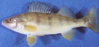 Image of: Perca flavescens (yellow perch)