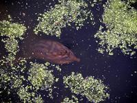 Image of: Apalone ferox (Florida softshell turtle)