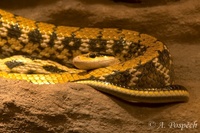 Orthriophis taeniurus - Asiatic Rat Snake