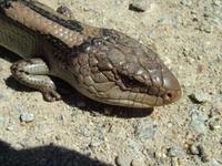 Tiliqua nigrolutea - Blotched Blue-Tongued Lizard