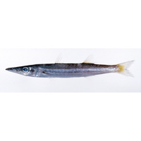 Sphyraena iburiensis Doiuchi et Nakabo, 2005 [Sphyraenidae]