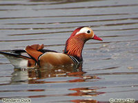 Mandarin Duck - Aix galericulata