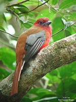 Red-headed Trogon - Harpactes erythrocephalus