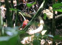 Blue-banded Pitta - Pitta arquata