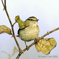 Brooks's Leaf Warbler - Phylloscopus subviridis