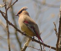 Japanese Waxwing - Bombycilla japonica