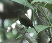 Sunda Robin - Myiomela diana