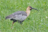 Black-faced Ibis - Theristicus melanopis