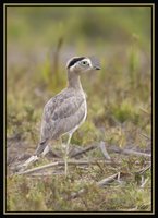 Peruvian Thick-knee - Burhinus superciliaris