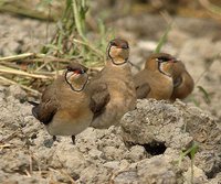 Oriental Pratincole - Glareola maldivarum