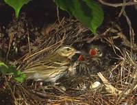 Olive-backed Pipit (Anthus hodgsoni) photo