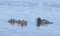 Falkland (Flightless) Steamerduck (Tachyeres brachypterus) photo