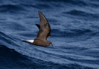 Wedge-rumped Storm-Petrel (Oceanodroma tethys) photo