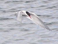 Antarctic Tern - Sterna vittata