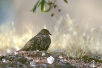 Bare-faced Ground-Dove - Metriopelia ceciliae