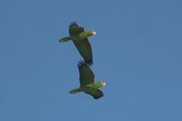 Red-spectacled Parrot - Amazona pretrei