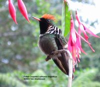 Frilled Coquette - Lophornis magnificus