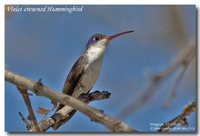 Violet-crowned Hummingbird - Agyrtria violiceps