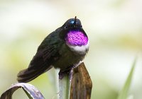 Amethyst-throated Sunangel - Heliangelus amethysticollis