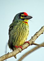 Coppersmith Barbet - Megalaima haemacephala