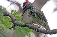 Nubian Woodpecker - Campethera nubica