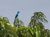 Spangled Cotinga - Cotinga cayana