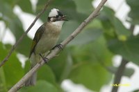 Light-vented Bulbul - Pycnonotus sinensis