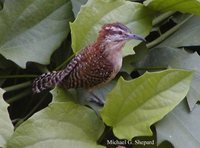 Rufous-naped Wren - Campylorhynchus rufinucha