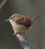 Carolina Wren - Thryothorus ludovicianus