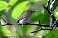 Sooty-capped Babbler - Malacopteron affine