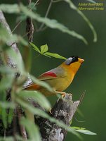 Silver-eared Mesia - Leiothrix argentauris