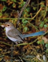 Splendid Fairywren - Malurus splendens