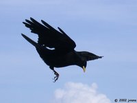 Yellow-billed Chough - Pyrrhocorax graculus