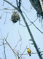 Principe Golden-Weaver - Ploceus princeps