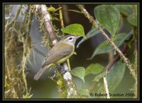 Brown-capped Vireo - Vireo leucophrys