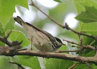 Blackpoll Warbler - Dendroica striata