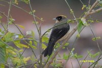 Black-goggled Tanager - Trichothraupis melanops