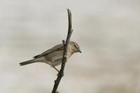 Garden Warbler